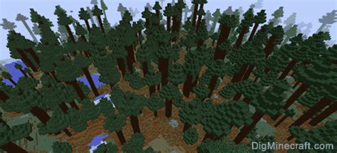 mega taiga biome|old growth spruce taiga.